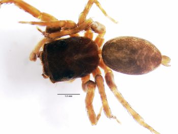 Media type: image; Invertebrate Zoology 22009